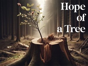 Hope of a Tree
