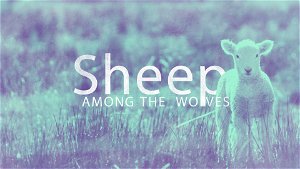 Sheep among the Wolves
