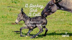 A Donkey and a Colt